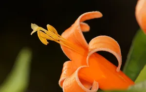 炮仗花花语图片_4