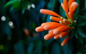 炮仗花花语图片_5