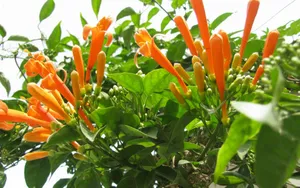 炮仗花花语图片_6