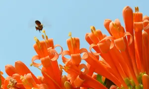 炮仗花花语图片_7