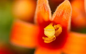 炮仗花花语图片_8