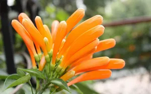 炮仗花花语图片_9