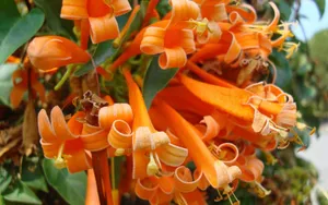 炮仗花花语图片_10