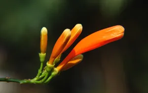 炮仗花花语图片_11
