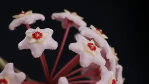 球兰花图片_2
