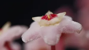 球兰花图片_3