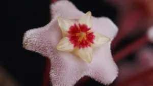 球兰花图片_4