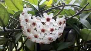 球兰花图片_5