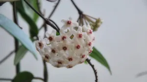 球兰花图片_6