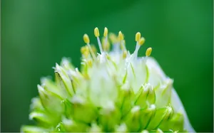 清新葱花图片壁纸_10