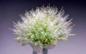 清新葱花图片壁纸_11