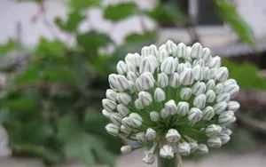 清新葱花图片壁纸_15