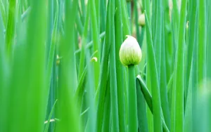 清新葱花图片壁纸_19