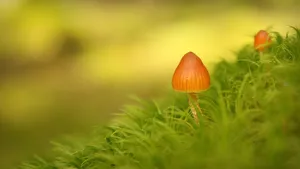 真菌小蘑菇图片壁纸
