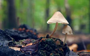 真菌小蘑菇图片壁纸_2