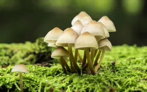 真菌小蘑菇图片壁纸_3