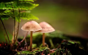 真菌小蘑菇图片壁纸_4