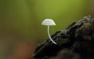 真菌小蘑菇图片壁纸_5