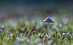 真菌小蘑菇图片壁纸_6