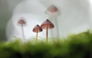 真菌小蘑菇图片壁纸_7