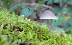 真菌小蘑菇图片壁纸_8