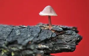 真菌小蘑菇图片壁纸_9