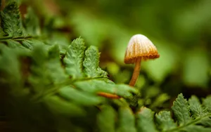 真菌小蘑菇图片壁纸_11