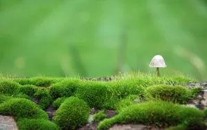 真菌小蘑菇图片壁纸_14