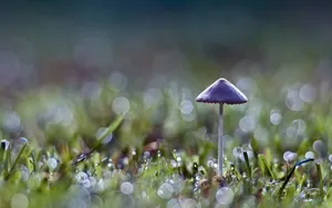 真菌小蘑菇图片壁纸_15