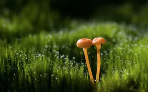 真菌小蘑菇图片壁纸_16