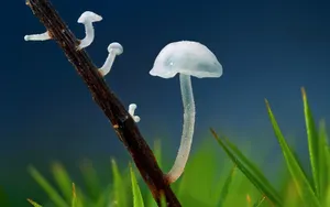 真菌小蘑菇图片壁纸_17