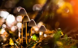 真菌小蘑菇图片壁纸_18