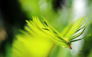 植物园花卉图片_3