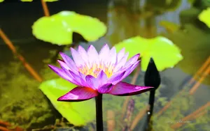 植物园花卉图片_4