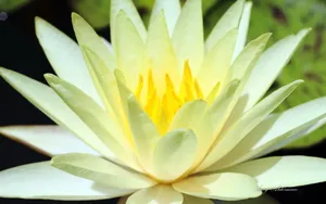 植物园花卉图片_5