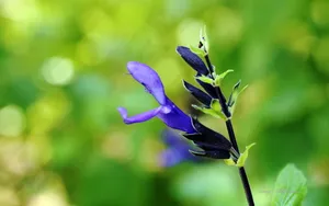 植物园花卉图片_6