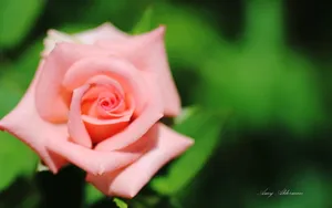 植物园花卉图片_7