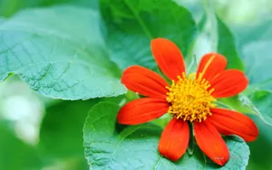植物园花卉图片_9