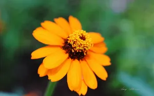 植物园花卉图片_10