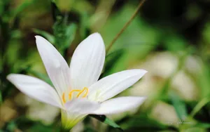 植物园花卉图片_11