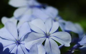 植物园花卉图片_12
