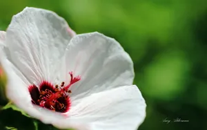植物园花卉图片_14