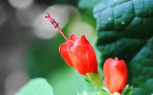 植物园花卉图片_15