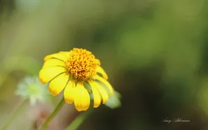 植物园花卉图片_16