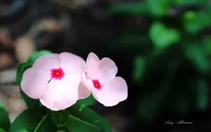 植物园花卉图片_17