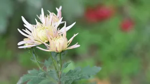 花园里盛开的鲜花_2