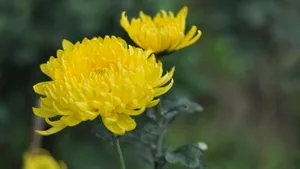 花园里盛开的鲜花_3