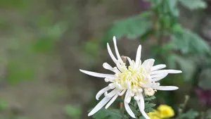 花园里盛开的鲜花_4