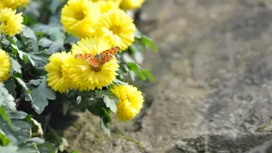 花园里盛开的鲜花_7