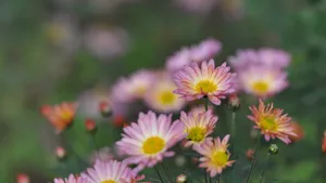 花园里盛开的鲜花_8